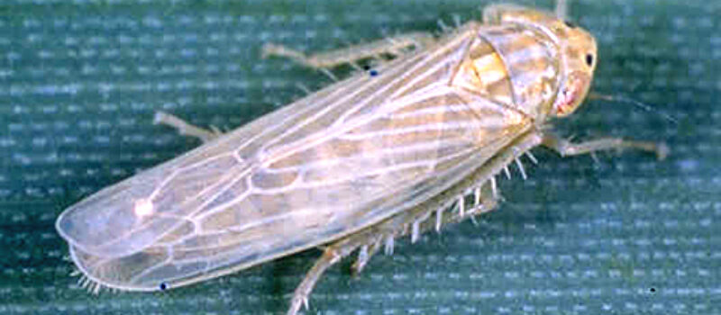 Cigarrita del maíz Dalbulus maidis, un problema actual.