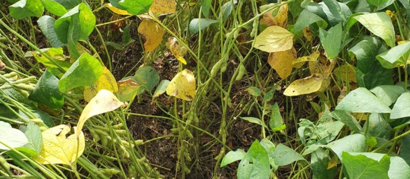 Recomendaciones para el control temprano de enfermedades en soja