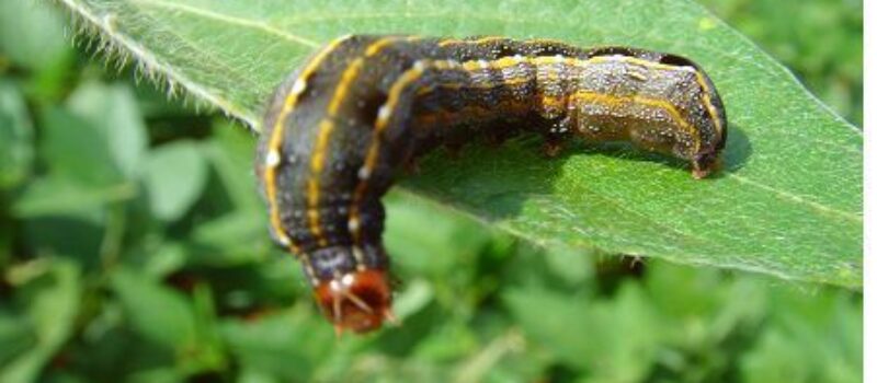 Plagas de soja y el efecto climático