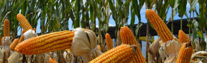 Influencia del clima en las plagas del maíz zafriña