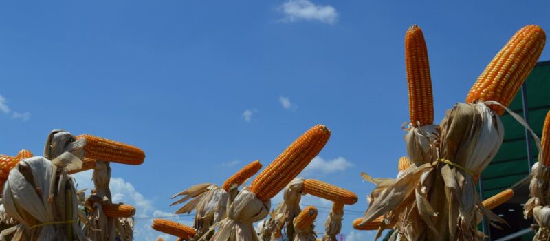 Innovaciones y acciones de las socias de CAFYF