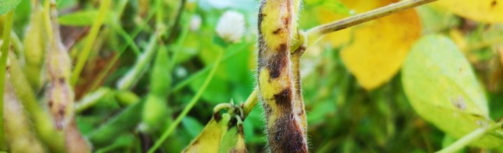 Claves para Identificación del Diaporthe longicolla y D. ueckeri en soja