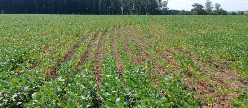 Nematodos fitoparásitos en Paraguay: situación actual y desafíos